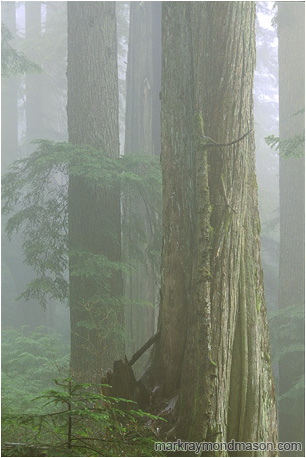 Fine art photograph showing a misty rainforest, the trees fading into a foggy background