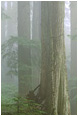 Forest, Fog: Seymour Park, BC