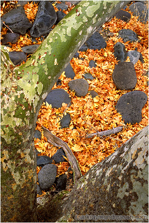 Abstract photograph looking down though tree trunks at rocks and a carpet of fall leaves