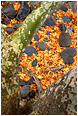 View This Photograph Tree Branches, Autumn Leaves: Near Flagstaff, AZ