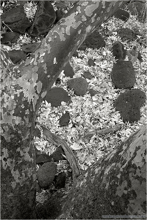 Tree Branches, Autumn Leaves (B&W): Near Flagstaff, AZ, USA (2003-00-00) - Black and white fine art photograph looking down through the branches of a large tree at pale white leaves on the floor of the forest