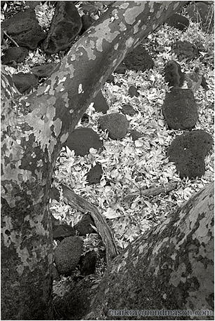 Black and white fine art photograph looking down through the branches of a large tree at pale white leaves on the floor of the forest