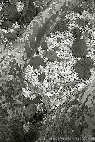 Black and white fine art photograph looking down through the branches of a large tree at pale white leaves on the floor of the forest