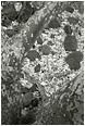 Tree Branches, Autumn Leaves (B&W): Near Flagstaff, AZ Tree Branches, Autumn Leaves (B&W): Near Flagstaff, AZ