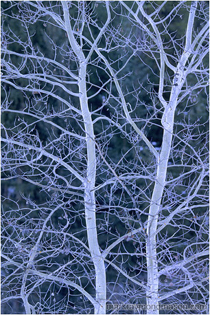 Abstract photograph showing a cluster of luminescent tree branches against a dark background