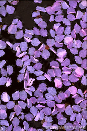 Fine art photograph showing pink tree flower petals gently floating on black water