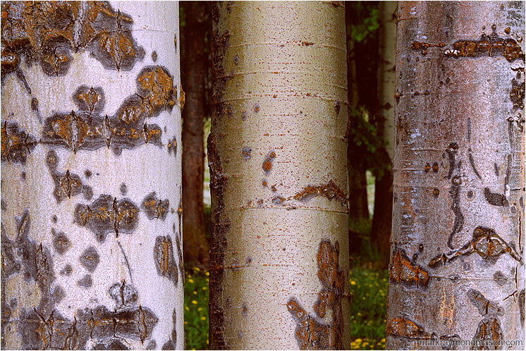 Mottled Aspens: Near Princeton, BC, Canada (2005-00-00) - Fine art macro photograph of varied and colourful textures in three aspen trunks, and a blurry flower meadow background