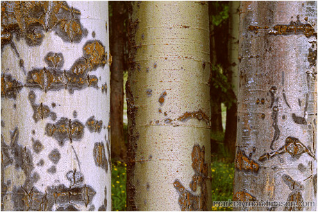 Fine art macro photograph of varied and colourful textures in three aspen trunks, and a blurry flower meadow background