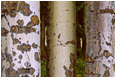 Mottled Aspens: Near Princeton, BC