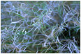 View This Photograph Spring Grasses: Near Princeton, BC