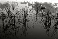 Calm Water, Clouds (B&W): Near Princeton, BC, Canada (2005) - Fine art black and white abstract photograph of features and reflections in the calm water of a pond after sunset