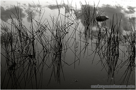 Fine art black and white abstract photograph of features and reflections in the calm water of a pond after sunset