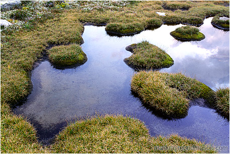 Fine art photograph of grasses surrounding an alpine water pool