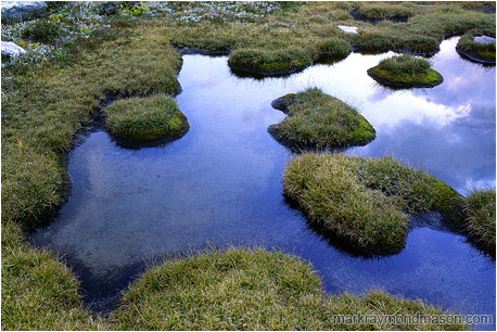 Fine art photograph of grasses surrounding an alpine water pool