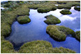 Alpine Grasses, Reflection Pool: Gwilliam Lakes, BC