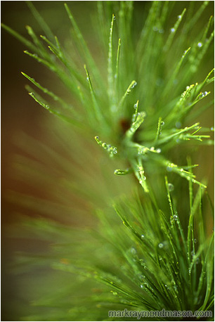 Fine art macro nature photograph of delicate rain drops coating pine needles after a severe rainstorm