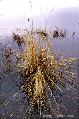 Fine art nature photograph of a bunch of pond weeds on the surface of a blue, calm lake with surface reflections