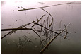 Silver Water, Floating Reeds: Near Princeton, BC Silver Water, Floating Reeds: Near Princeton, BC