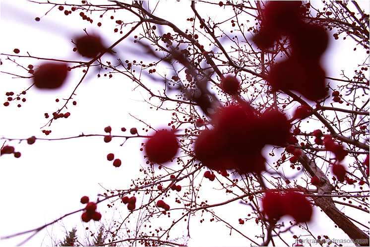 Berries, Branches: Calgary, AB, Canada (2006-00-00) - Abstract photograph of blurry red berries and chaotic bare branches silhouetted against a white sky