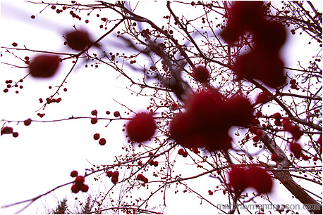 Abstract photograph of blurry red berries and chaotic bare branches silhouetted against a white sky