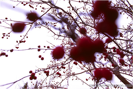 Abstract photograph of blurry red berries and chaotic bare branches silhouetted against a white sky