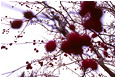 View This Photograph Berries, Branches: Calgary, AB