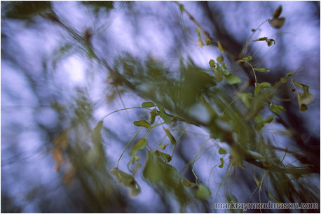 Abstract photograph of pale yellow and green leaves against a dynamic, moving background