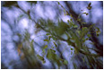 View This Photograph Impressionist Leaves: Calgary, AB