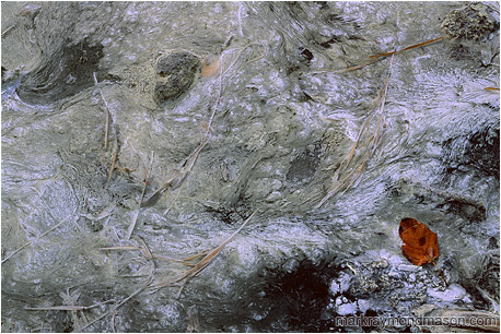 Fine art photograph showing a leaf and grasses caught in the light green and white waters of a shallow sulphur pool