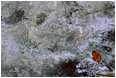 View This Photograph Leaf, Grass, Sulphur: Near Bragg Creek, AB