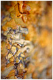 View This Photograph Colourful Bark: Near Princeton, BC