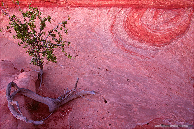 Swirled Sandstone, Tiny Tree: Escalante Region, UT, USA (2007-00-00) - Fine art photograph of a tree growing out of colourful, wind-eroded sandstone