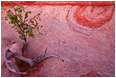Swirled Sandstone, Tiny Tree: Escalante Region, UT