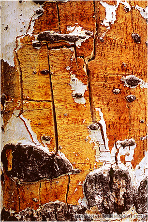 Abstract photograph of layered white bark and aged, cracked yellow wood