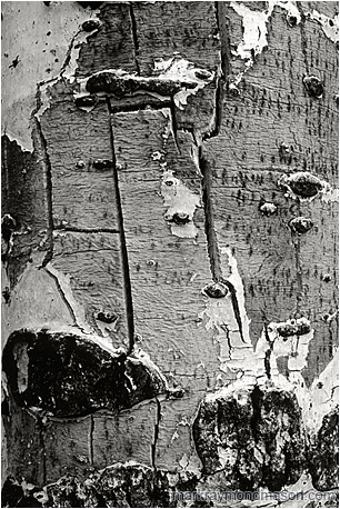Abstract black and white photograph showing pale bark on the trunk of a aging, dying tree