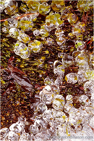 Abstract photograph showing tiny globes of ice clinging to bright green moss and leaves