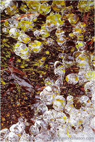 Abstract photograph showing tiny globes of ice clinging to bright green moss and leaves