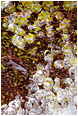 View This Photograph Moss, Ice Globes: Top of the World Park, BC