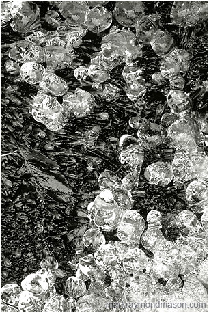 Abstract black and white photograph of ice globes on a banket of wet, dark moss