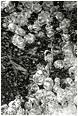 Moss, Ice Globes (B&W): Top of the World Park, BC