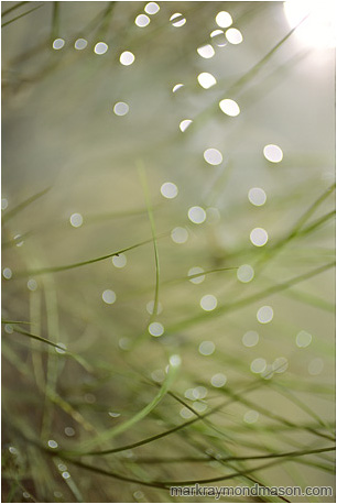 Abstract fine art photograph of scattered sun reflections on the surface of bright green water