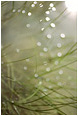 Blurred Highlights, Reeds: Banff Park, AB