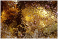 Colourful Sparkling Water: Kananaskis Country, AB