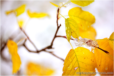 Fine art macro photograph showing blurry, blushing fall leaves against a blanket of white snow
