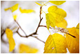 View This Photograph Fall Leaves, Stems: Kananaskis, AB
