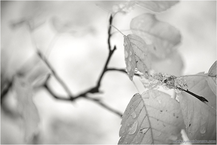 Fall Leaves, Stems (B&W): Kananaskis, AB, Canada (2007-00-00) - Fine art black and white photograph showing pale, blurry leaves against a backdrop of pure white snow