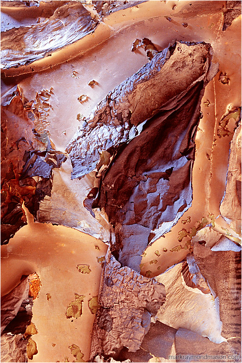 Burnt Plaster, Paper: Calgary, AB, Canada (2008-00-00) - Abstract photograph of a labrinth of torn, coloured plaster and wallpaper, beautifully lit from above