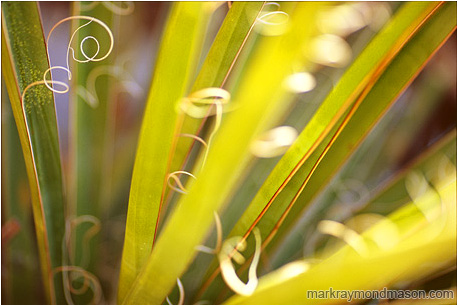 Fine art nature photograph of a blurred, beautifully lit yucca plant and its delicately curled white fibres