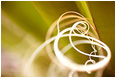 View This Photograph Spiraled Yucca Fibres: Joshua Tree, CA