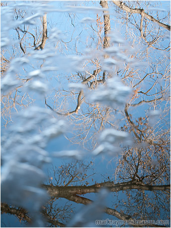 Abstract photograph of floating ice obscuring the reflections of bare trees
